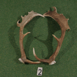Fallow deer antler (65 cm) set