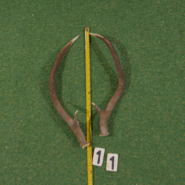 Red deer antlers (40 cm, set)