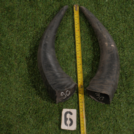 Waterbuffelhoorns van 40 cm (Setje)