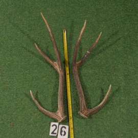 Red deer antlers (60 cm, set)