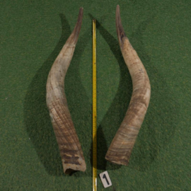 Watusi hoorn ruw (90 cm) Set!