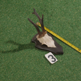 Roe deer antlers on shield (28 cm)