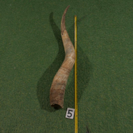 Watusi hoorn ruw (90 cm) Beschadigd!