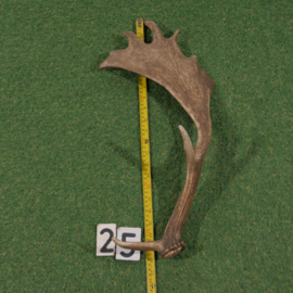 Fallow deer antler (55 cm)