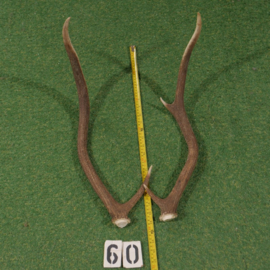 Red deer antlers (60 cm, set)