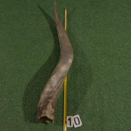 Watusi hoorn ruw (95 cm)