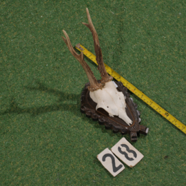 Roe deer antlers on shield (35 cm)