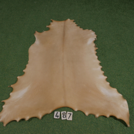 Reindeer parchment (1.17 m²)