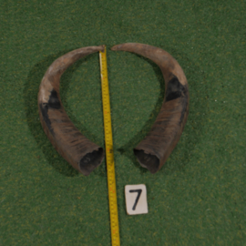 Water buffalo horns (40 cm) set