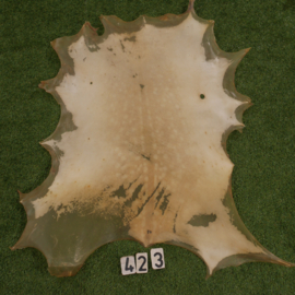 Perkament van damhert (0.84 m²)