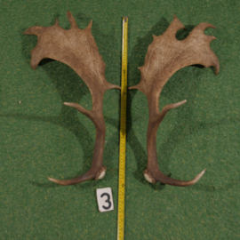 Fallow deer antler (60 cm) set