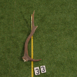 Edelhertgewei (55 cm)