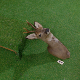Mounted head roebuck