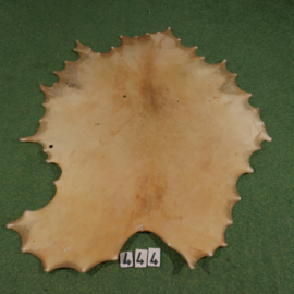 Red deer parchment (1,06 m²)
