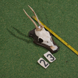 Roe deer antlers on shield (35 cm)