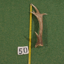 Edelhertgewei (50 cm), zeer zwaar
