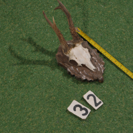 Roe deer antlers on shield (35 cm)