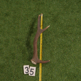 Edelhertgewei (50 cm)