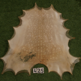 Perkament van damhert (0.94 m²)
