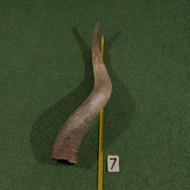 Watusi hoorn ruw (75 cm)