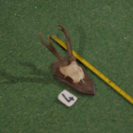 Roe deer antlers on shield (35 cm)