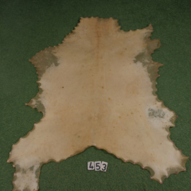 Red deer parchment (1.40 m²)