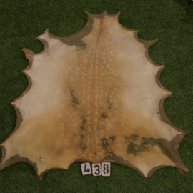 Perkament van damhert (0.90 m²)