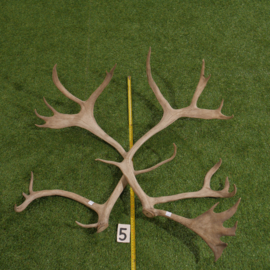 Gewei van rendier (85 cm, set)