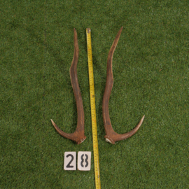 Edelhertgewei (50 cm, set)