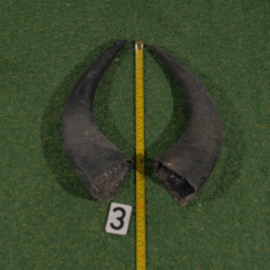 Water buffalo horns 40 cm (set)