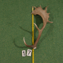 Fallow deer antler (60 cm)