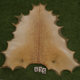 Perkament van damhert (0.96 m²)