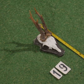 Roe deer antlers on shield (33 cm)
