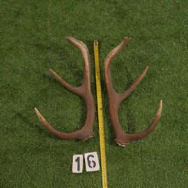 Damhert geweistang (45 cm) setje