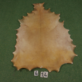 Perkament van damhert (0.79 m²)