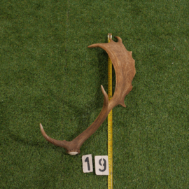 Damhert geweistang (60 cm)