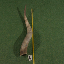 Watusi hoorn ruw (85 cm)