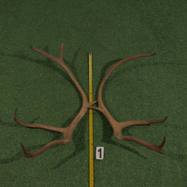 Reindeer antlers (70 cm, set)