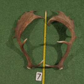 Fallow deer antler (60 cm) set