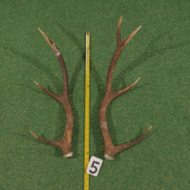 Red deer antlers (65 cm, set)