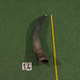 Watusi hoorn ruw (50 cm)
