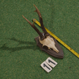 Roe deer antlers on shield (35 cm)