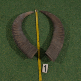 Water buffalo horns 50 cm (set)