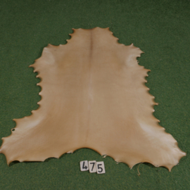 Reindeer parchment (1.16 m²)