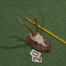 Roe deer antlers on shield (30 cm)
