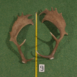 Fallow deer antler (60 cm) set