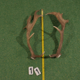 Fallow deer antler (55 cm) set