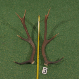 Red deer antlers (70 cm, set)