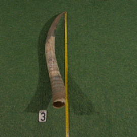 Watusi hoorn ruw (80 cm)