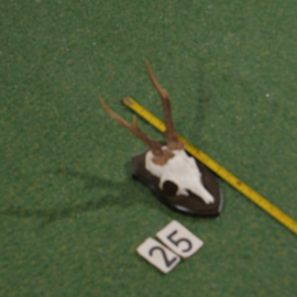 Roe deer antlers on shield (35 cm)